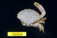 藏品(光手滑面蟹)的圖片